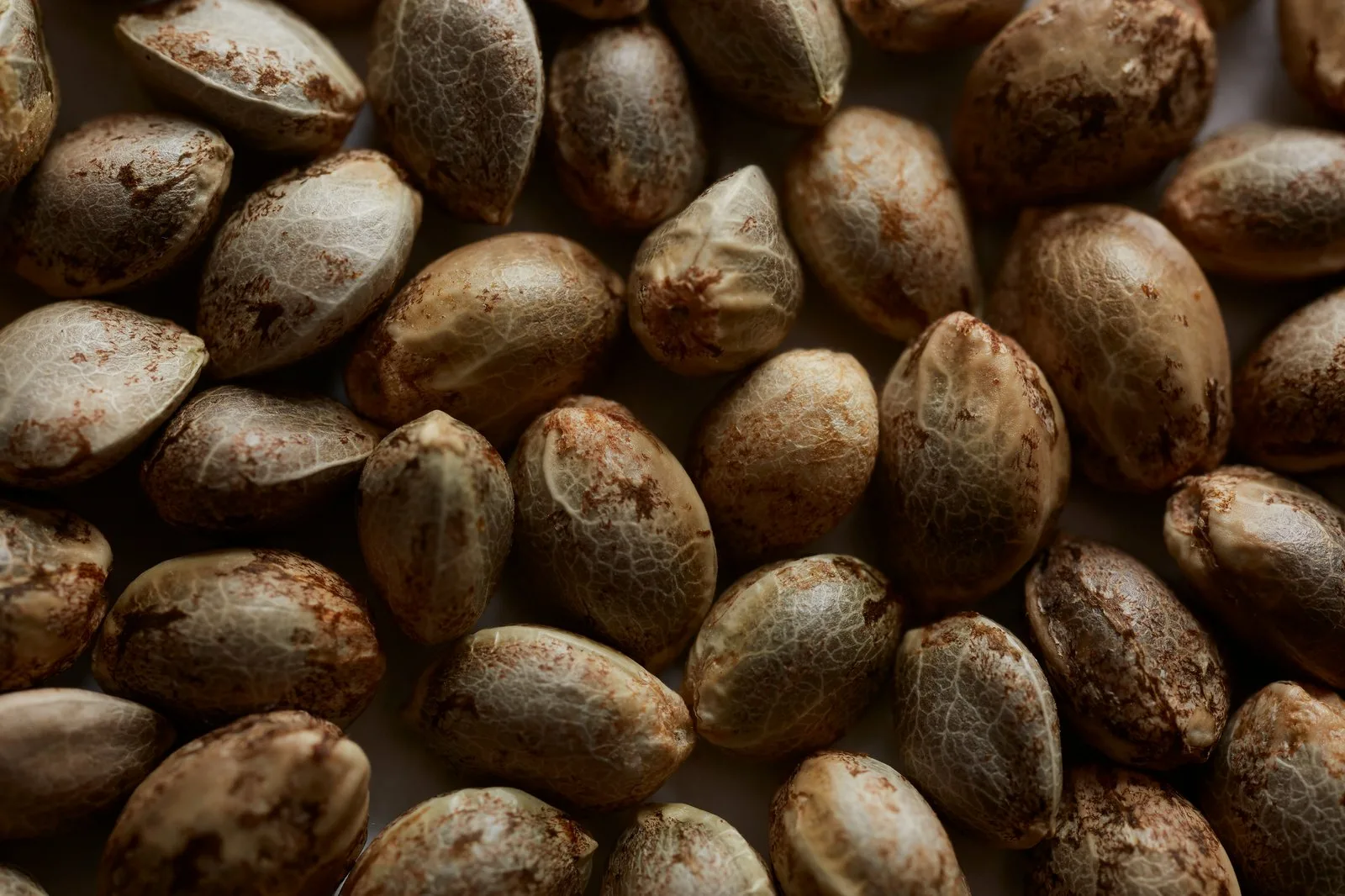 Trichomes sparkling on a cannabis flower